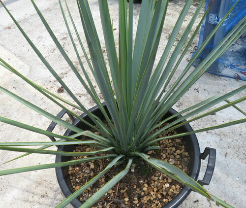 新葉 発根 太 レア 希少 ユッカ Yucca Torreyi ユッカ トレリー 希少種 ...