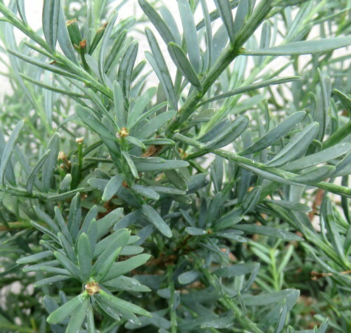 楽天市場】マキ 銀葉マキ アイシーブルー 6寸鉢植え（ポドカルプス