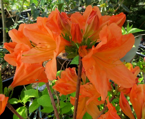 楽天市場】ヤマツツジ（山躑躅） 苗木 5.5号(z02-1) : 千草園芸