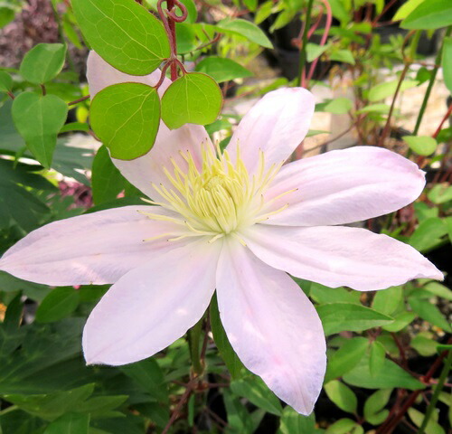 楽天市場 クレマチス 華川 ハナガワ 6号鉢苗 千草園芸