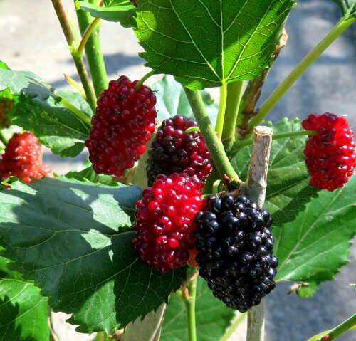 楽天市場】【現品Y259】スイートマルベリー トルコフルーツ 苗木