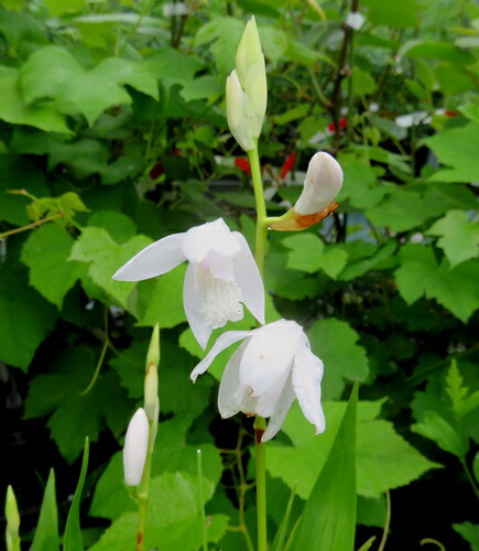 楽天市場】紫蘭（シラン）紫 5号苗（J08） : 千草園芸