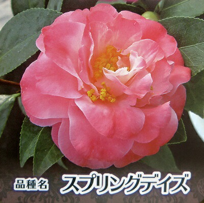 楽天市場】【現品発送】椿（ツバキ） フランクハウザー苗木 5.5