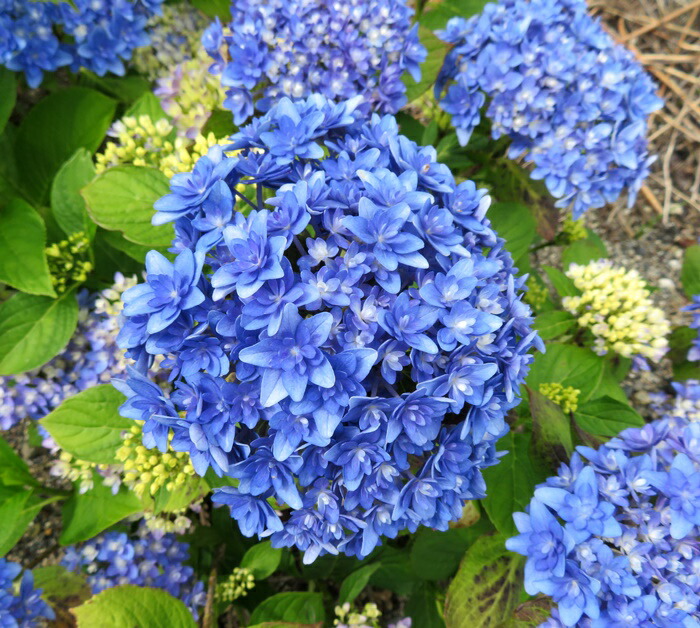 楽天市場】【屋外管理苗】アジサイ（あじさい・紫陽花