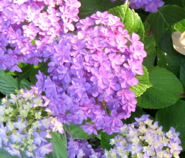 楽天市場】【開花株】アジサイ(紫陽花) シティーライン ベネチア
