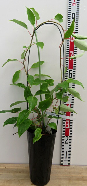 楽天市場】大実サルナシ（オオミサルナシ） 6号鉢植え 苗木(e10