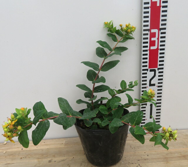 ヒペリカム♥根付き苗 ヒペリカム♥根付き苗 楽天市場】ヒペリカム 3号苗 : 千草園芸