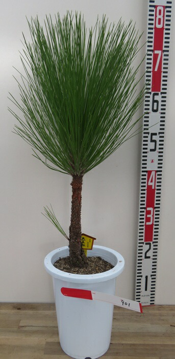 楽天市場】現品 大王松（ダイオウショウ） 苗木 6号905(e03) : 千草園芸