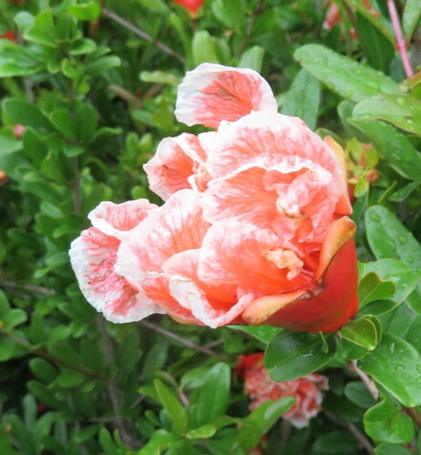 八重咲き花柘榴 花ザクロ 天絞り