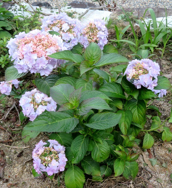 アジサイ 紫陽花 あじさい