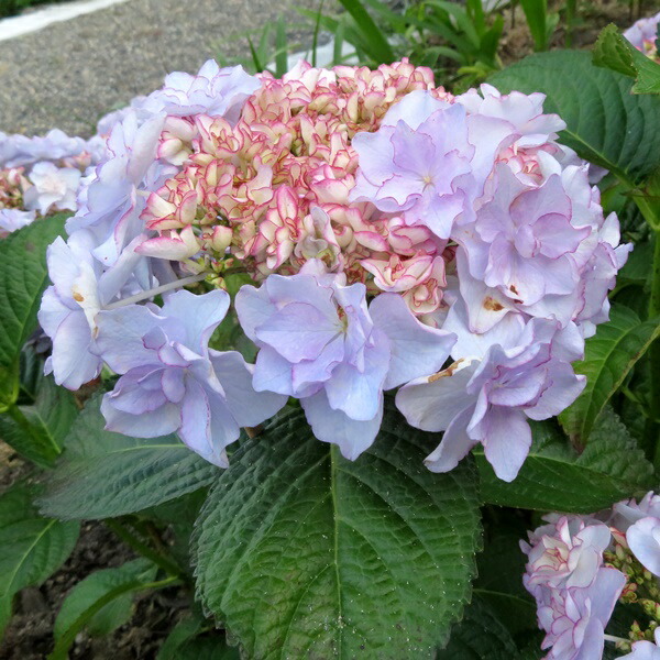 アジサイ 紫陽花 あじさい