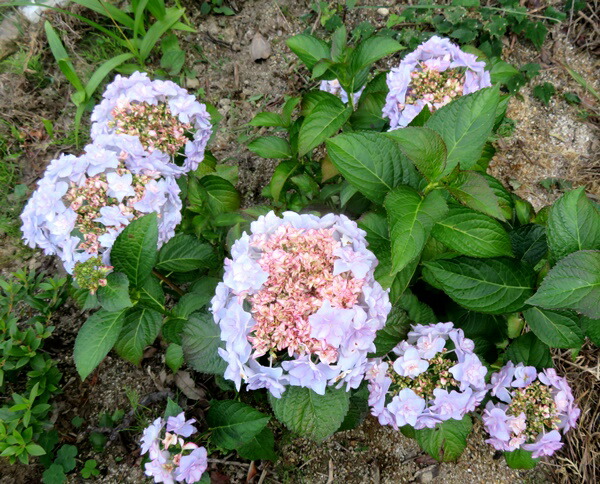 アジサイ 紫陽花 あじさい