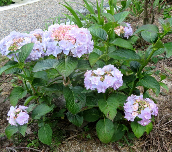 アジサイ 紫陽花 あじさい