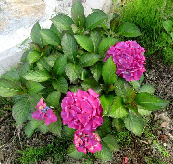 市場 露地植株 アジサイ パリジェンヌ 紫陽花 あじさい