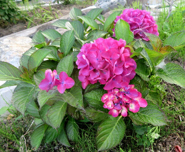 露地植株 アジサイ 紫陽花 あじさい 根巻株 パリジェンヌ 22年開化株 最高の