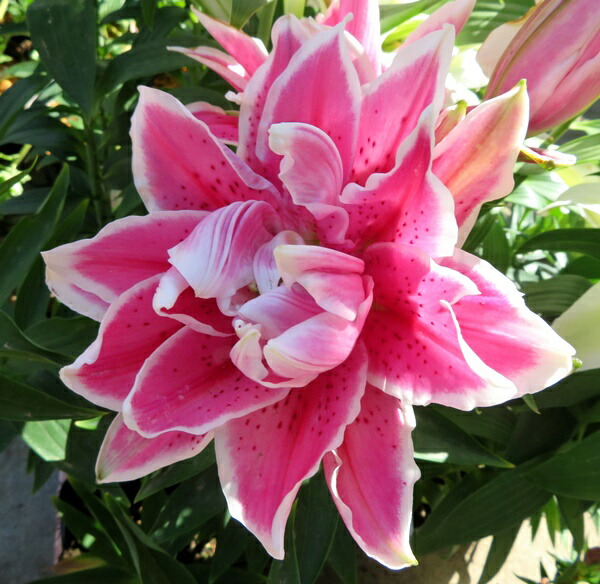 ユリ Amazon | オリエンタルリリー 八重咲きカサブランカ ホワイトアイズ 1