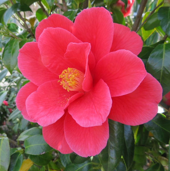 楽天市場】【現品発送】椿（ツバキ）紅都鳥(ベニミヤコドリ) 苗木 樹高