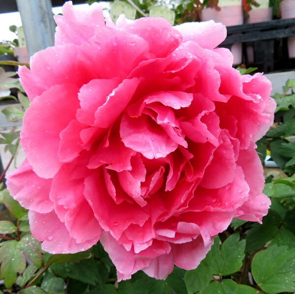 楽天市場】【花終わり】ボタン(牡丹) 苗木 ゴールデンアイルズ 8号大苗