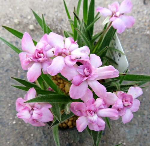楽天市場】【2個セット】芝桜（シバザクラ） オーキントンブルー