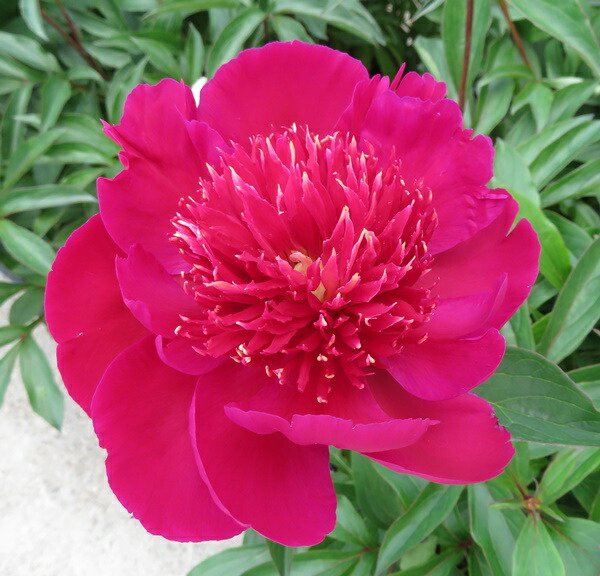 楽天市場】【現品】芍薬苗（シャクヤク苗）レッドスパイダー 7号苗