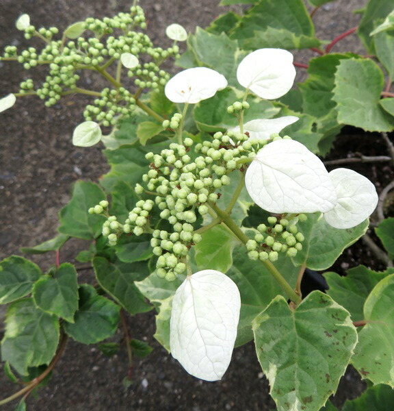 現品　イワガラミ　覆輪葉　8号苗612｜千草園芸