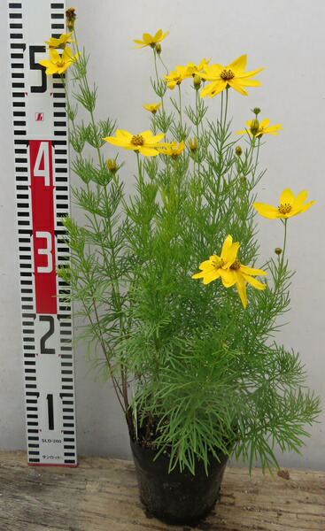 桔梗 NO.2873：桔梗屋信玄餅ストラップ - ケータイ Watch