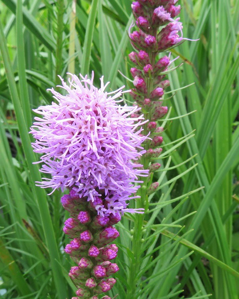 2ポット1000円☆毎年大人気のカサバルピナスの苗　2号ポット 楽天市場】カサバルピナス 4号苗 : 千草園芸