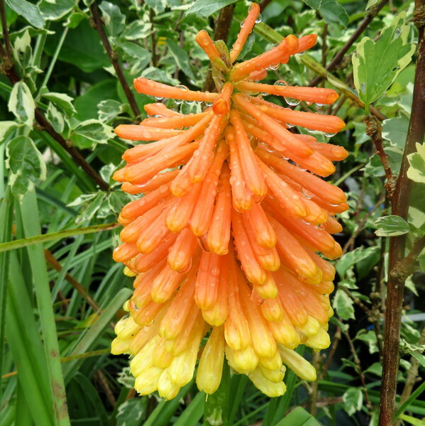 たま トリトマ苗 〜1500円くらいまで 楽天市場】トリトマ 「ミニスターヴァーシェアー」 4.5号ポット