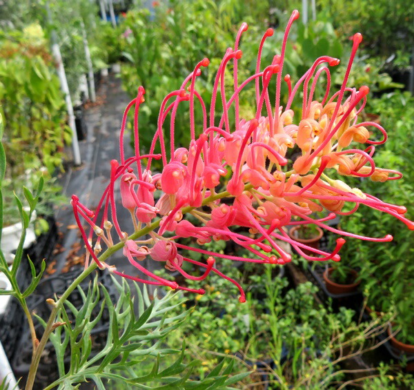 超希少！グレープグレビリア　8号鉢 超希少！グレープグレビリア 8号鉢