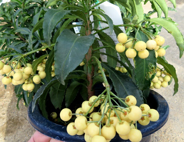 楽天市場】斑入り葉万両（マンリョウ）福包（フクツツミ）3号苗（h42