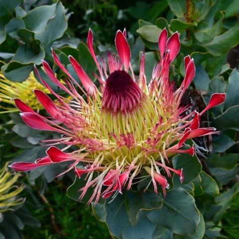 楽天市場】キングプロテア シナロイデス 9cmポット オージー