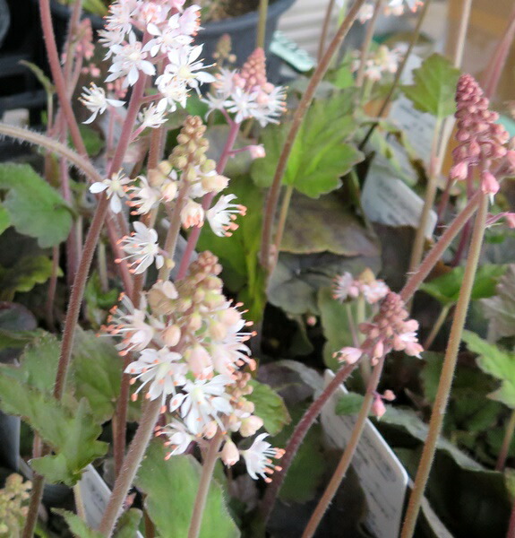 楽天市場】フジバカマ苗 赤花（桃花）3号苗 : 千草園芸