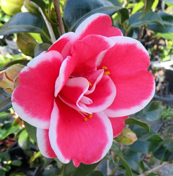 次郎柿　植木　苗木　ジロウガキ　柿の木　カキノキ　果実付き　おまけ付き 楽天市場】【実付き/現品】柿の木 次郎柿(ジロウガキ) 苗木 10号