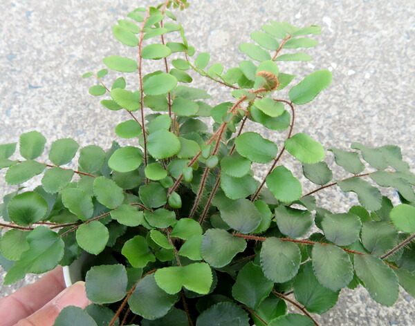 楽天市場】【現品発送】リュウビンタイ 大苗 8号鉢植え A187 : 千草園芸