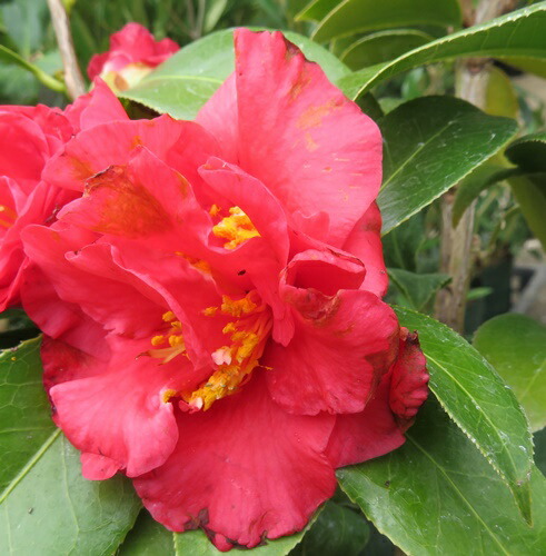 楽天市場】【現品】椿（ツバキ）水吉(ミズヨシ) 苗木 樹高約