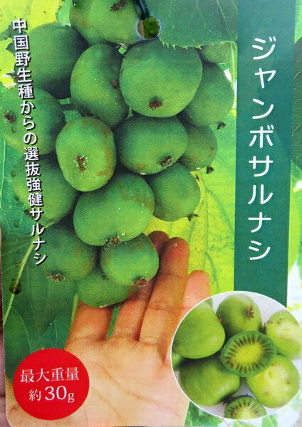 animalbettyサルナシ 苗木 青・黒鉢 2本セット　大実　実 楽天市場】サルナシ鉢植え オオミサルナシ 5号鉢 実付き 苗木