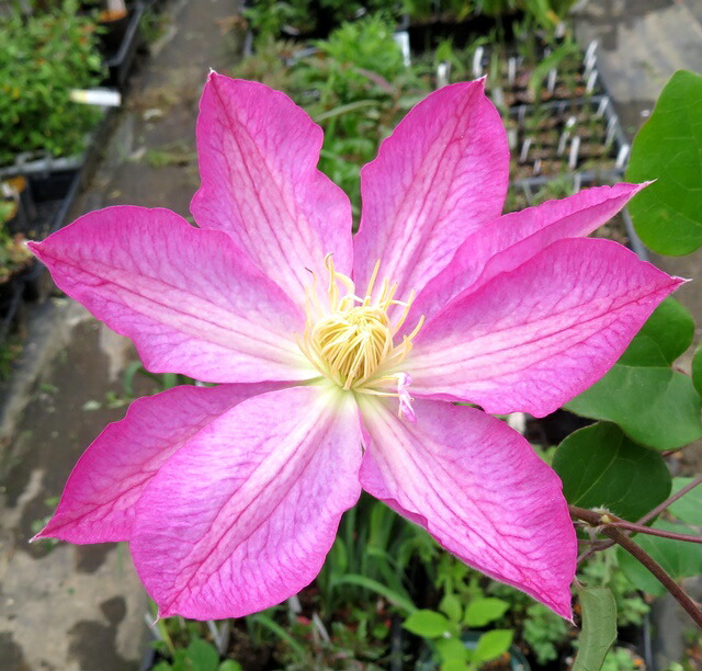 クレマチス　苗　⑤ 八重咲き クレマチス 5寸鉢 | 鉢花・花苗 | 橋本種苗園