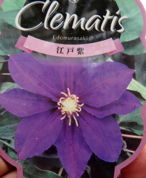 【楽天市場】【品種で選べる】 クレマチス 八重咲き・一重咲き 3号 