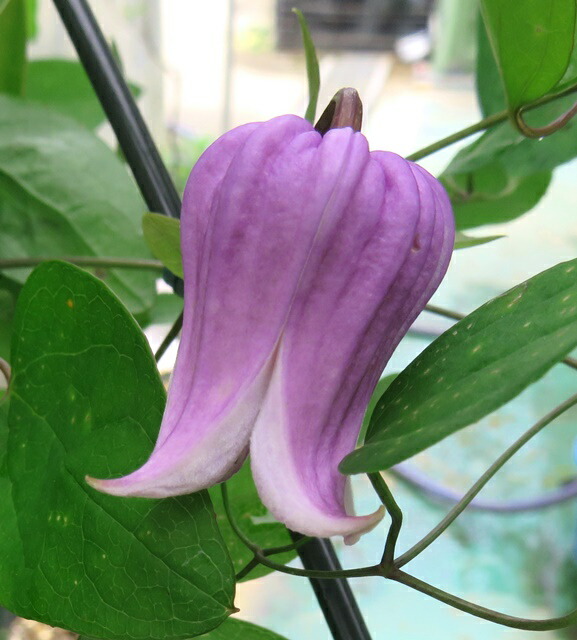 楽天市場】四季咲きクレマチス 篭口(ろうぐち) 3.5号ポット植え苗