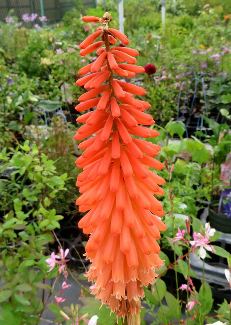 楽天市場】トリトマ ポコイエロー 5号苗（z02-1） : 千草園芸