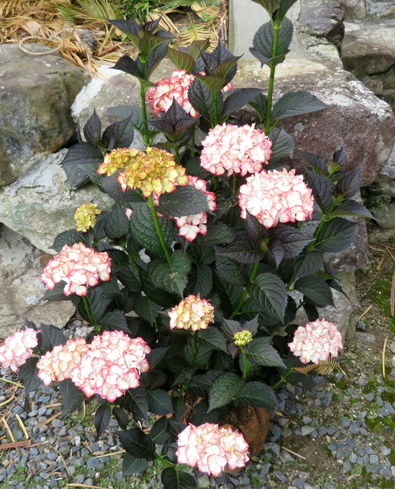 紫陽花｜さとし205のブログ｜花鳥風月 - みんカラ
