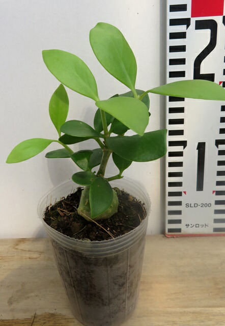 楽天市場】【現品】【送料無料】バオバブ 8号鉢植え【産直】 : 千草園芸