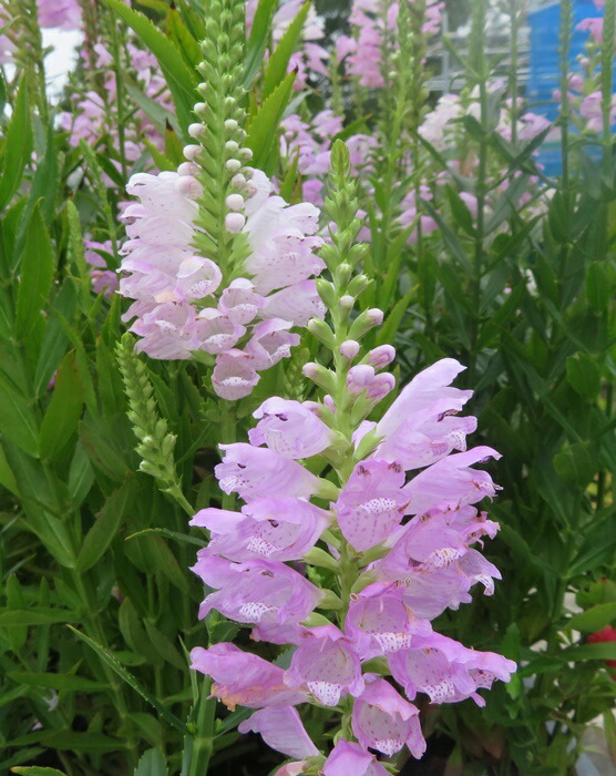 桔梗です！ ◇粘土のお花◇ 秋の花 桔梗（キキョウ）・・・K1269 アート