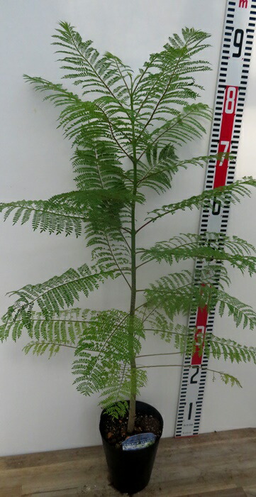 楽天市場】【現品発送】ダシリリオン グラウコフィルム 10号鉢植え