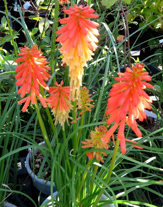 楽天市場】トリトマ ポコイエロー 5号苗（z02-1） : 千草園芸