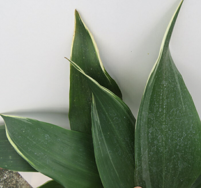 楽天市場】ハラン苗 大株（根巻） : 千草園芸