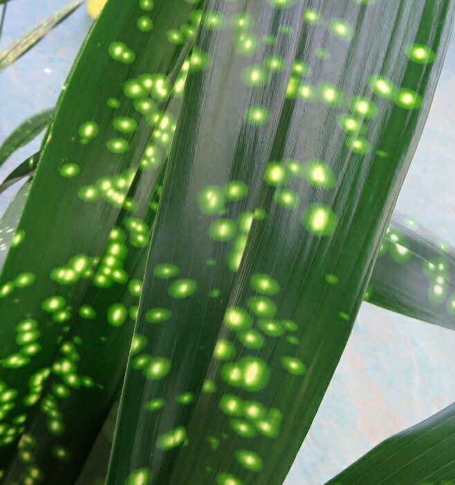 楽天市場】【現品発送】蛍斑入りハラン 夢ほたる（ユメホタル） 6号苗