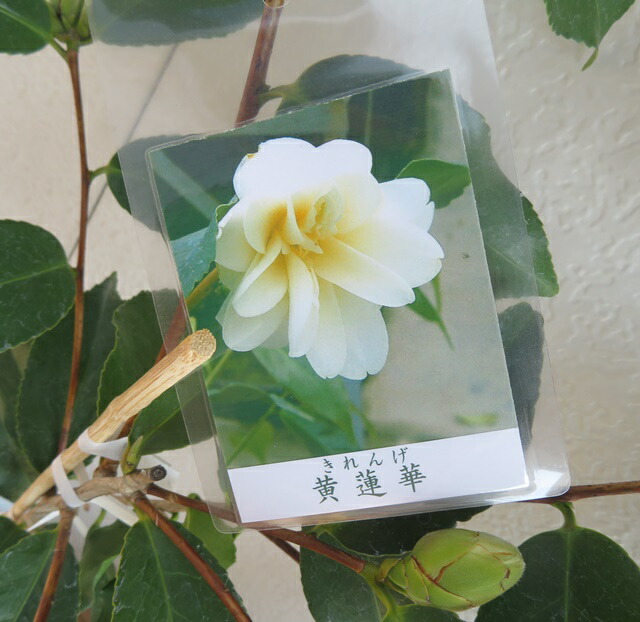 黄鳳　きほう　椿 楽天市場】【選べる現品発送】椿（ツバキ）黄鳳（キホウ）苗木 8