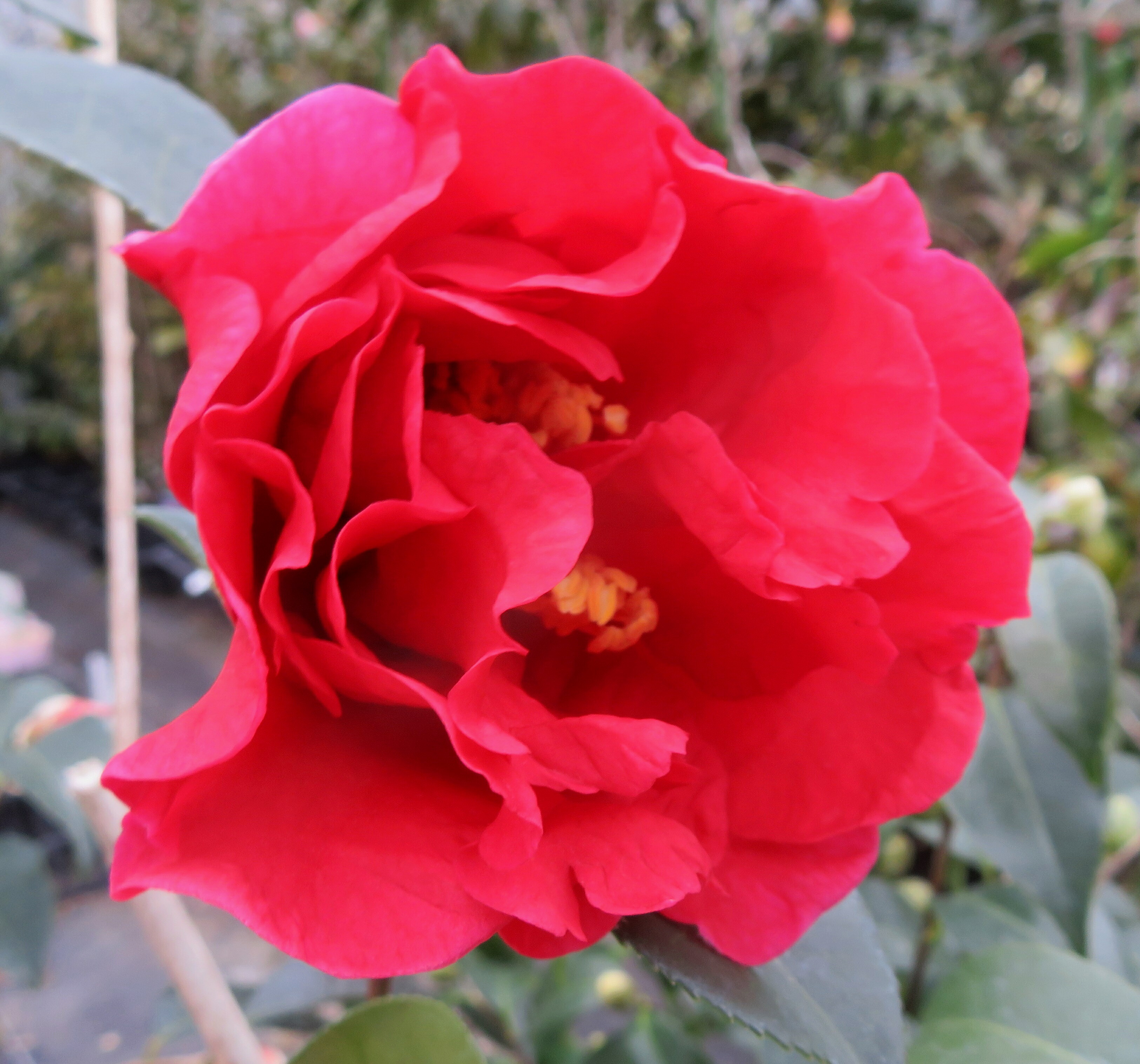 楽天市場】花庭木 さつま椿 苗木 ツバキ 椿 白花 千重咲き 大輪 挿し木