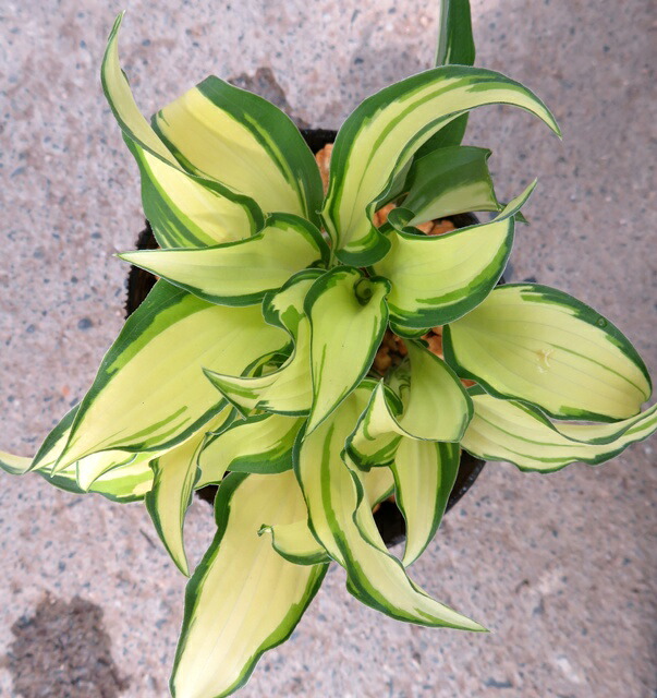 楽天市場】ギボウシ（ホスタ）ロイヤリスト 3.5号苗 : 千草園芸